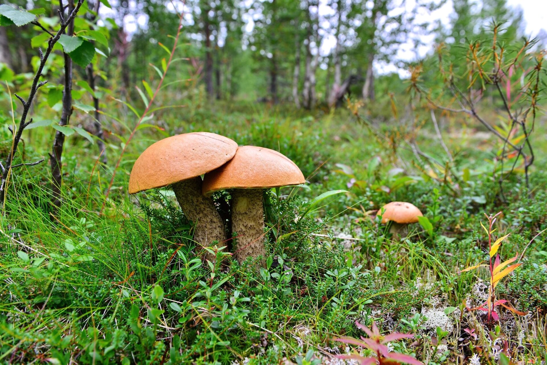 В Свердловской области три человека отравились грибами